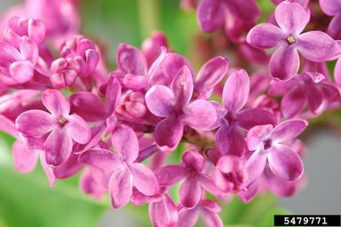 Common Lilac