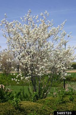 Regent Serviceberry