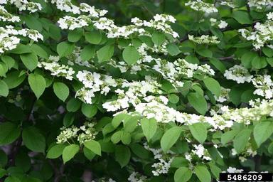 Doublefile Viburnum