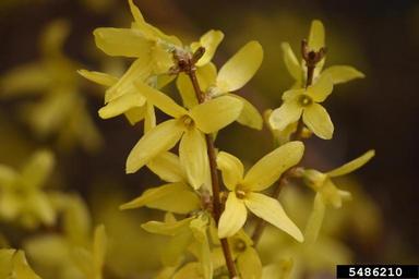 Border Forsythia