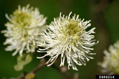 Dwarf Fothergilla