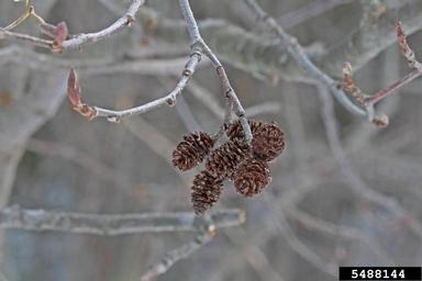 Speckled Alder