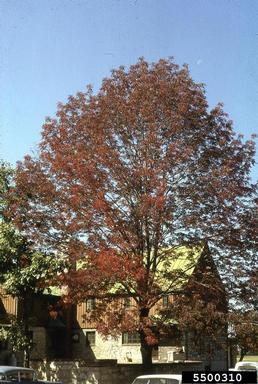 White/Green Ash