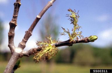 White/Green Ash