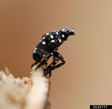 Spotted lanternfly