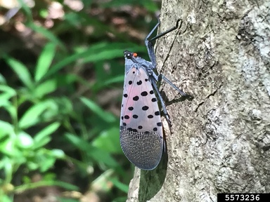 Spotted lanternfly