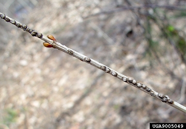 Viburnum Leaf Beetle