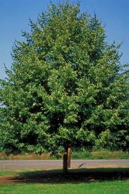 Greenspire Littleleaf Linden