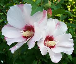 Rose-of-Sharon