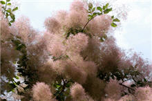 Smoketree