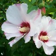 Rose-of-Sharon