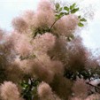 Smoketree